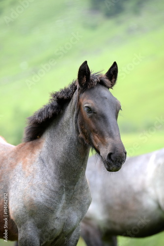 proud, gray foal in portrait