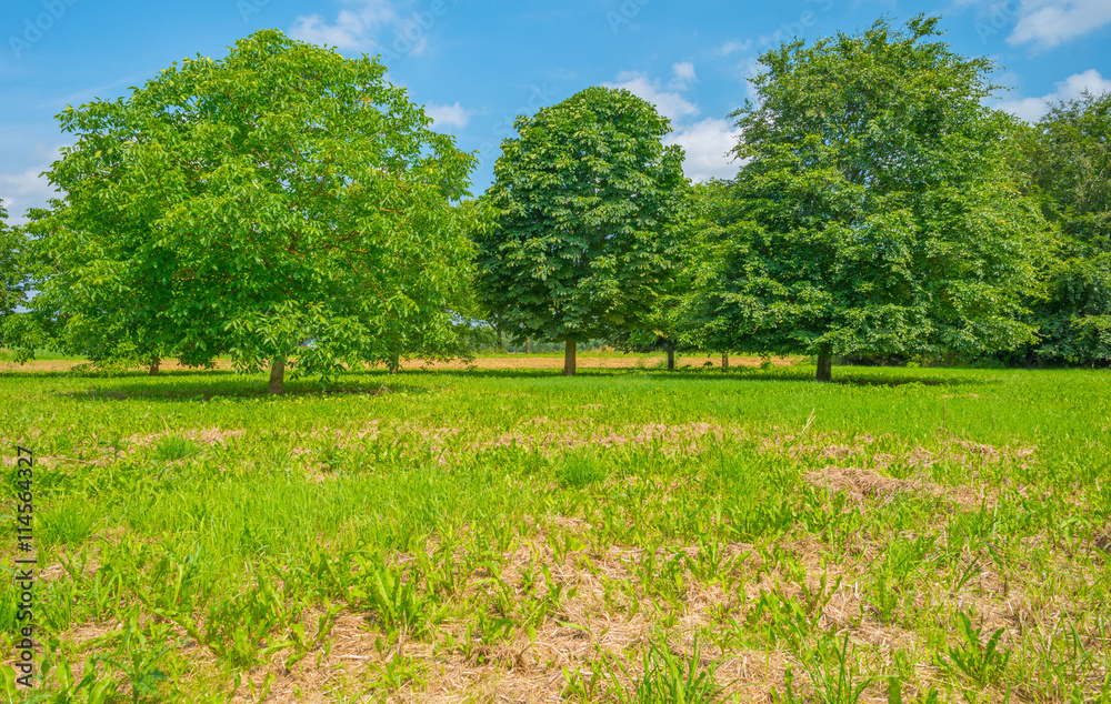 Chestnut trees in a field in summer