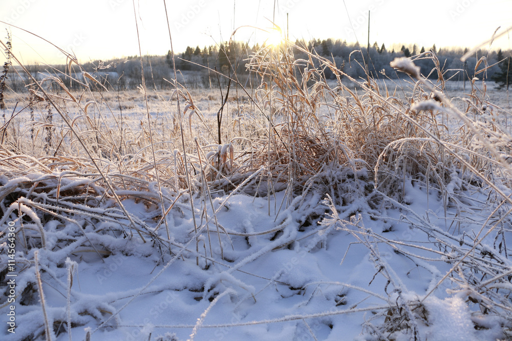 Obraz premium Grass in the snow and winter sunrise