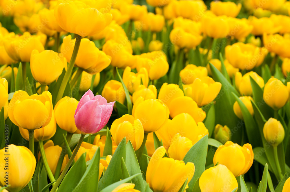 One pink tulip standing out from many yellow ones. Individuality concept One pink tulip standing out from many yellow ones. Individuality concept