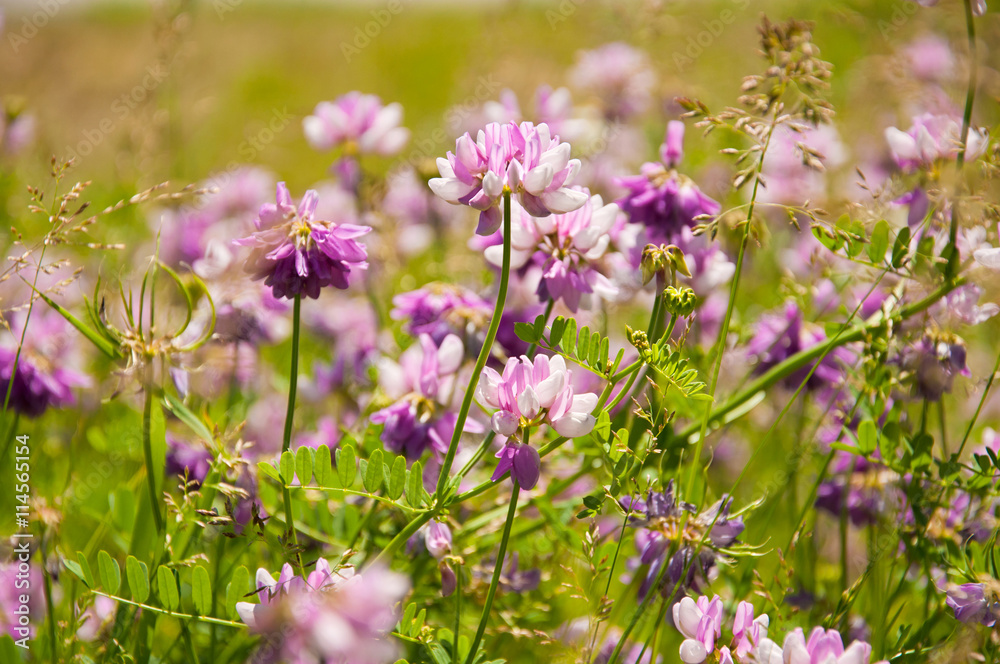 Beautiful Sunny Flowers