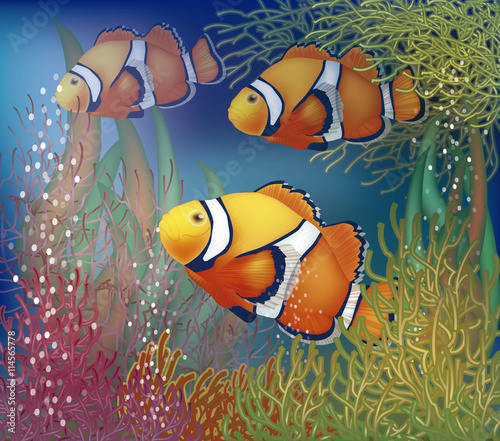Underwater card with clownfish, vector illustration