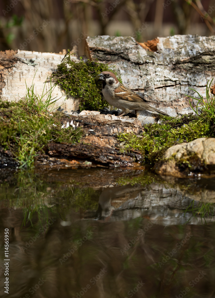 Sparrow (Passer domesticus) on the shore of the forest pond for