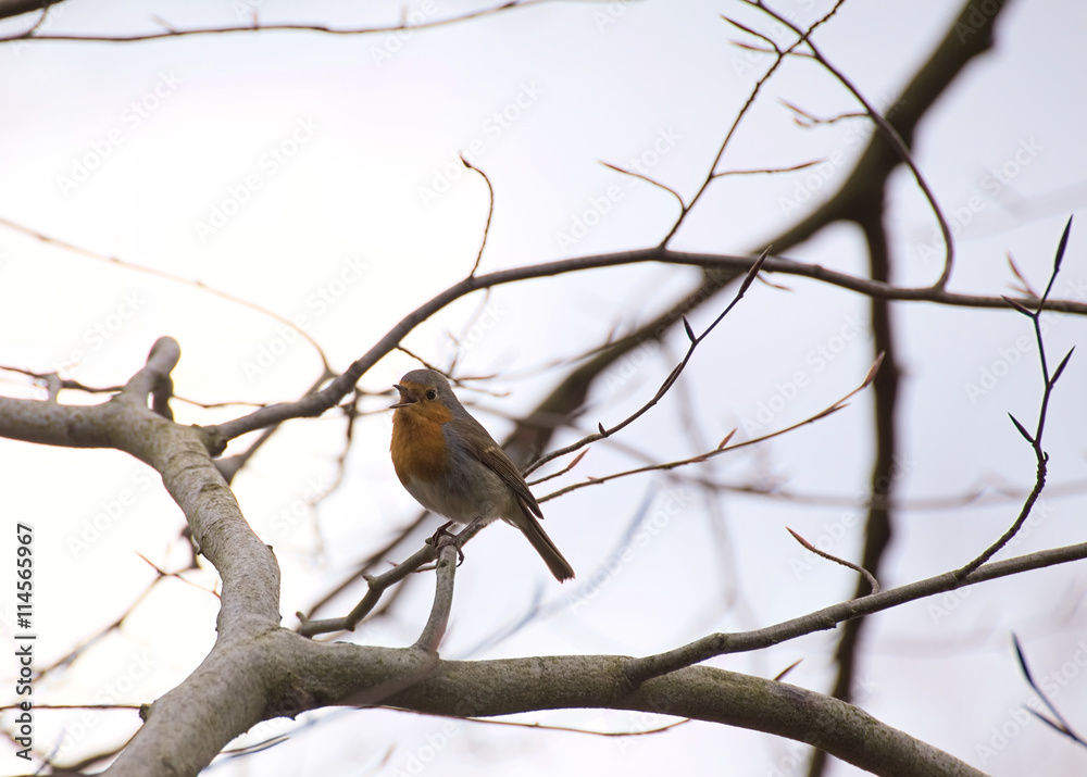 Singing European robin (Erithacus rubecula) sitting in a tree Singing European robin (Erithacus rubecula) sitting in a tree