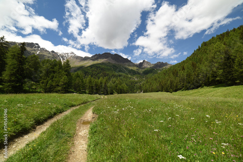 paesaggio di montagna montagne prateria spettacolo natura Alpi Trentino Italia sentiero malga maso