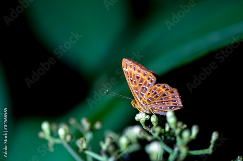 Fotografi Butterflies (The Common Punchinello) and Flowers