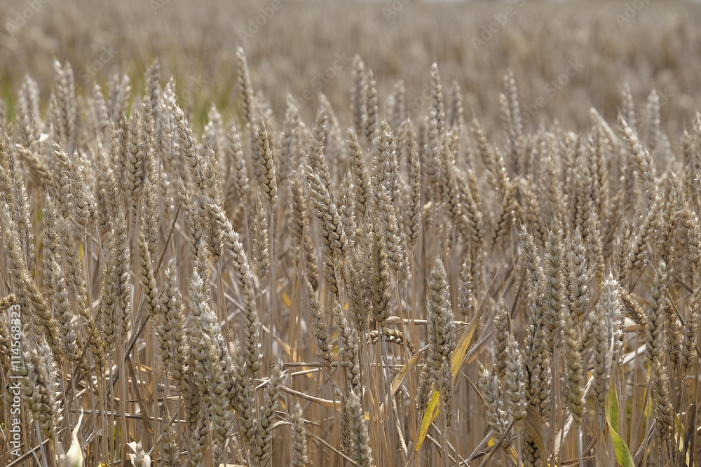 Fototapeta premium The image of a wheat field