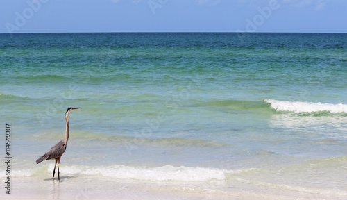 Crane Wading in Surf at Florida Beach