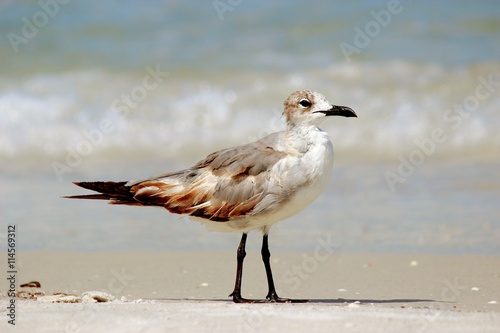 Seabird at the Seashore