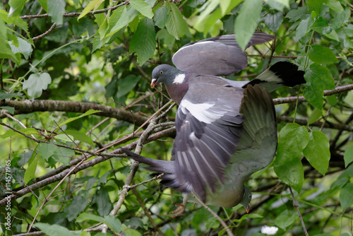 Common Wood Pigeon, Wood Pigeon, Columba palumbus - fight