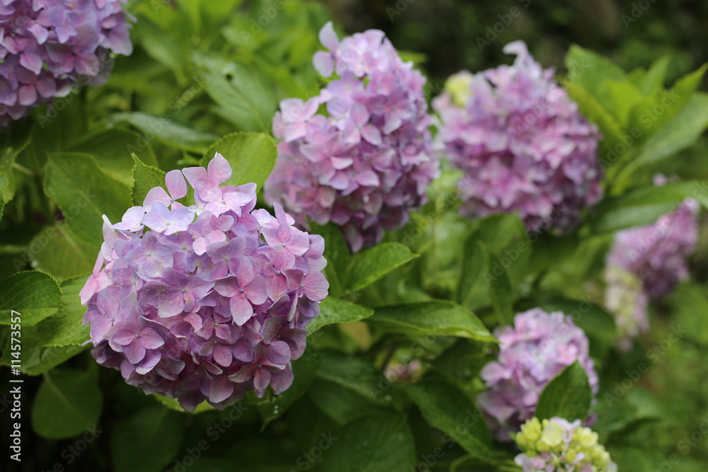 紫陽花の花 紫陽花の花