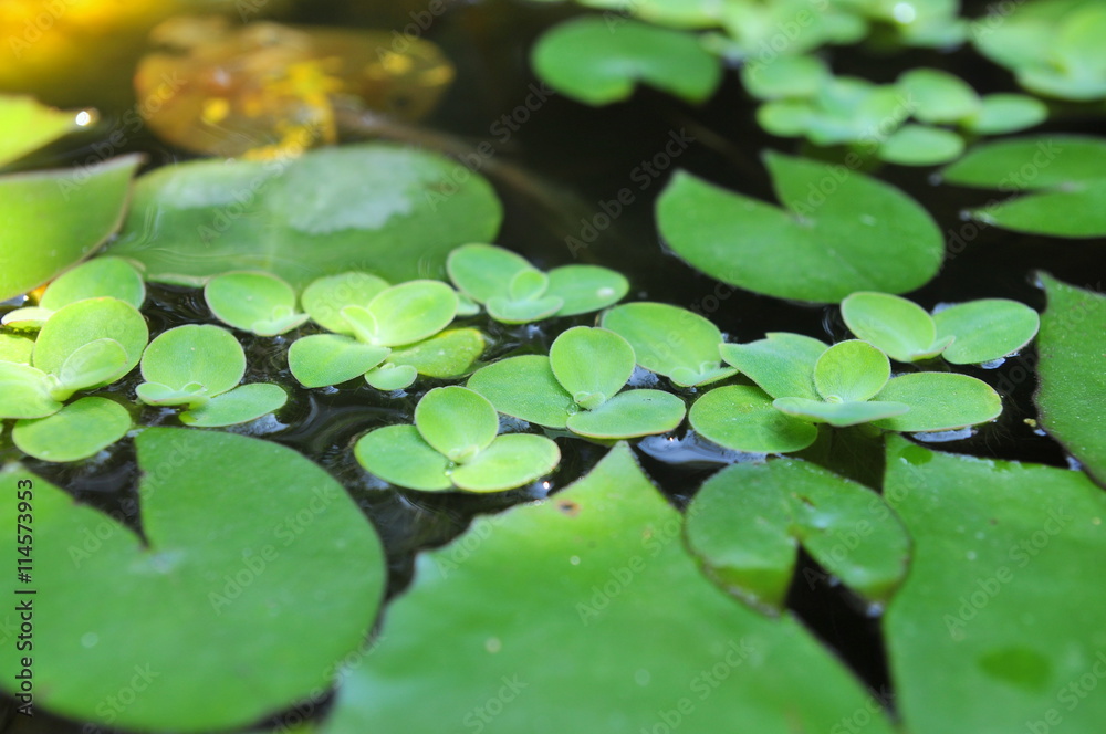 Green duckweed on the water Green duckweed on the water
