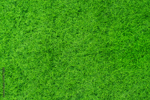 Grass background green.