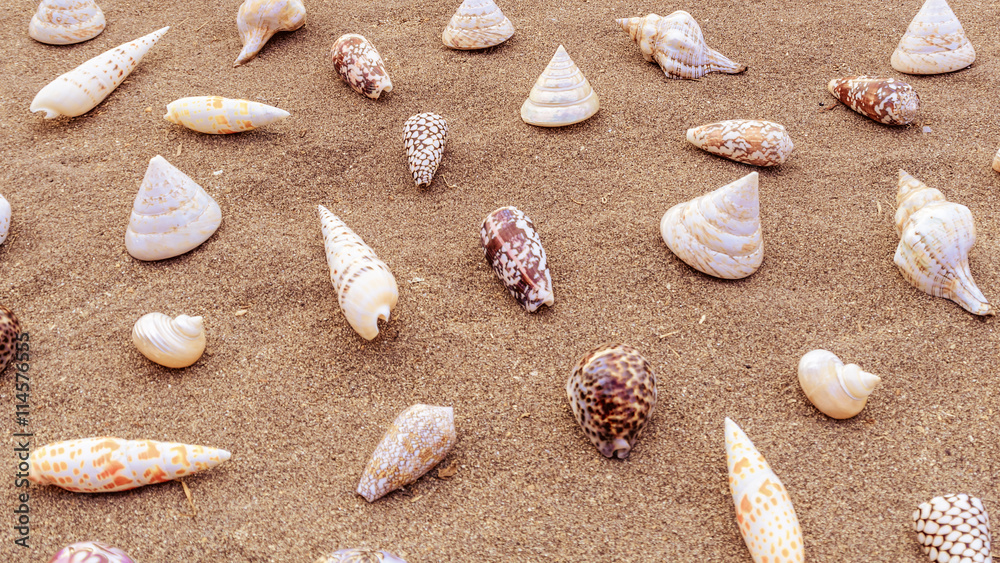 Sea shells arrranged on the sand.