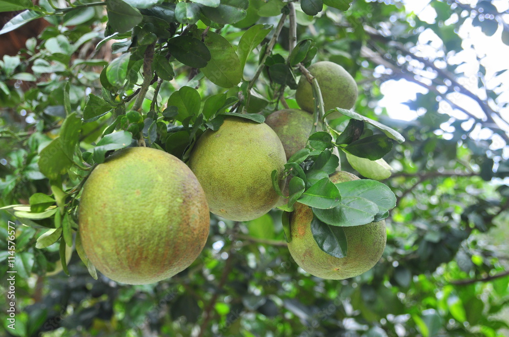 Grapefruit on the tree in the spring time