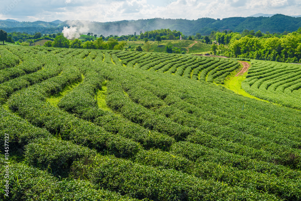 Choui Fong Tea plantations in Chiangrai the northern province in Thailand.