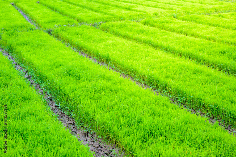 green grass field background