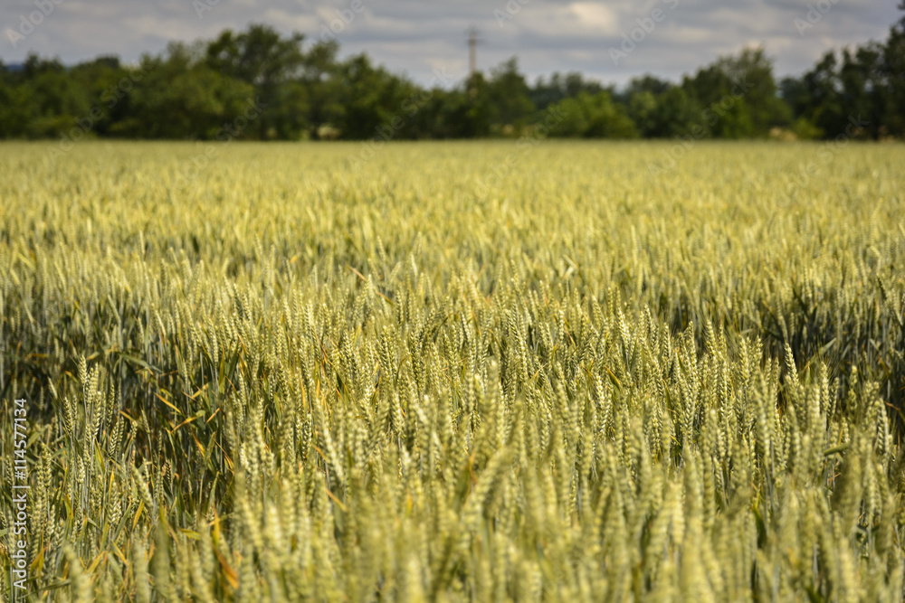 Wheat stem in field