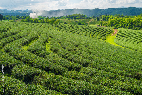 Choui Fong Tea plantations in Chiangrai the northern province in Thailand.