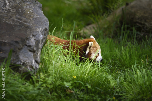 Fototapeta Naklejka Na Ścianę i Meble -  Red panda in nature