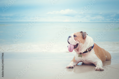 bulldog lying on the beach background