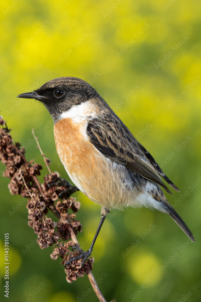 Beautiful wild bird Beautiful wild bird