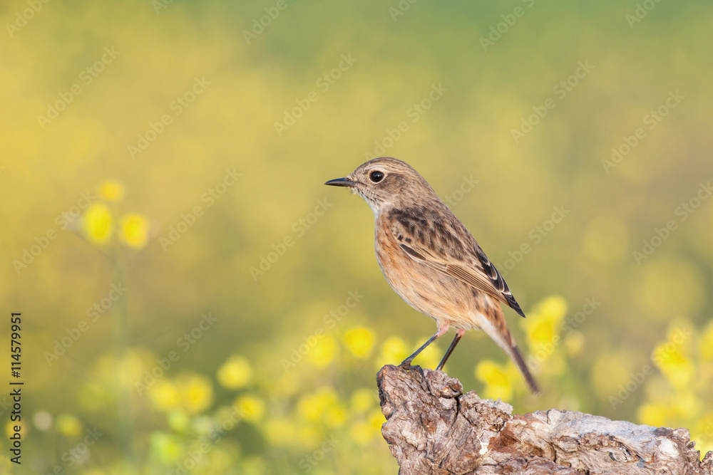 Beautiful wild bird Beautiful wild bird