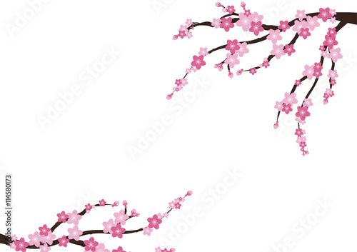Cherry blossom. Sakura  pink flowers  background.