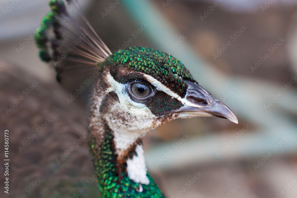 Peacock feathers are very beautiful birds. Peacock feathers are very beautiful birds.
