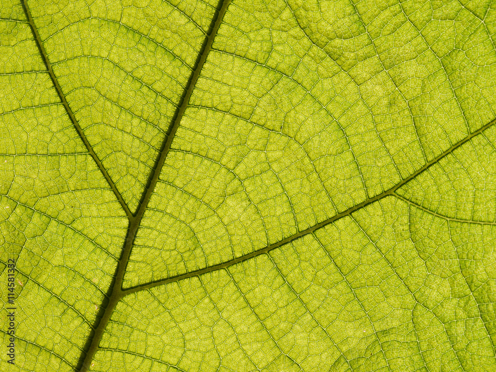 green leaf texture ( teak leaf ) green leaf texture ( teak leaf )