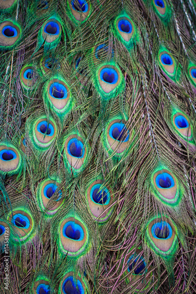 Obraz premium Peacock feathers are very beautiful birds.