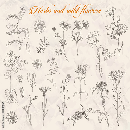 Set of isolated herbs and wild flowers