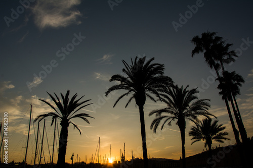Palm trees silhouette at sunset / twilight in Barcelona port