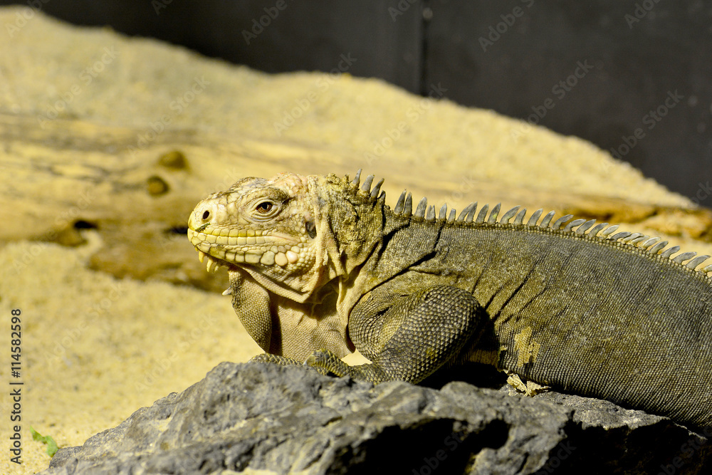 Fototapeta premium Grüner Leguan im Terrarium