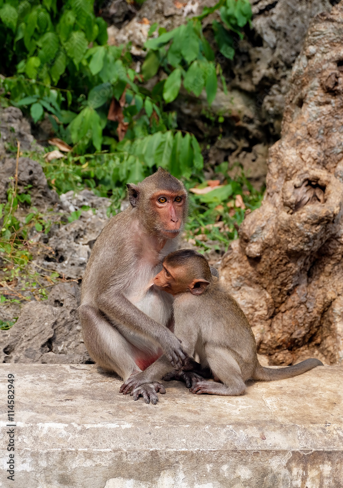 The mother monkey and her baby in the temple
