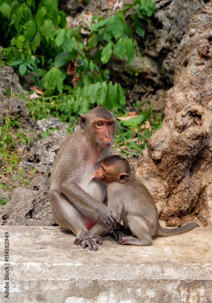 The mother monkey and her baby in the temple The mother monkey and her baby in the temple