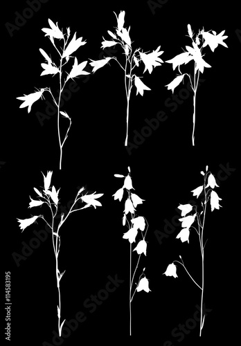 six white campanula flowers on black