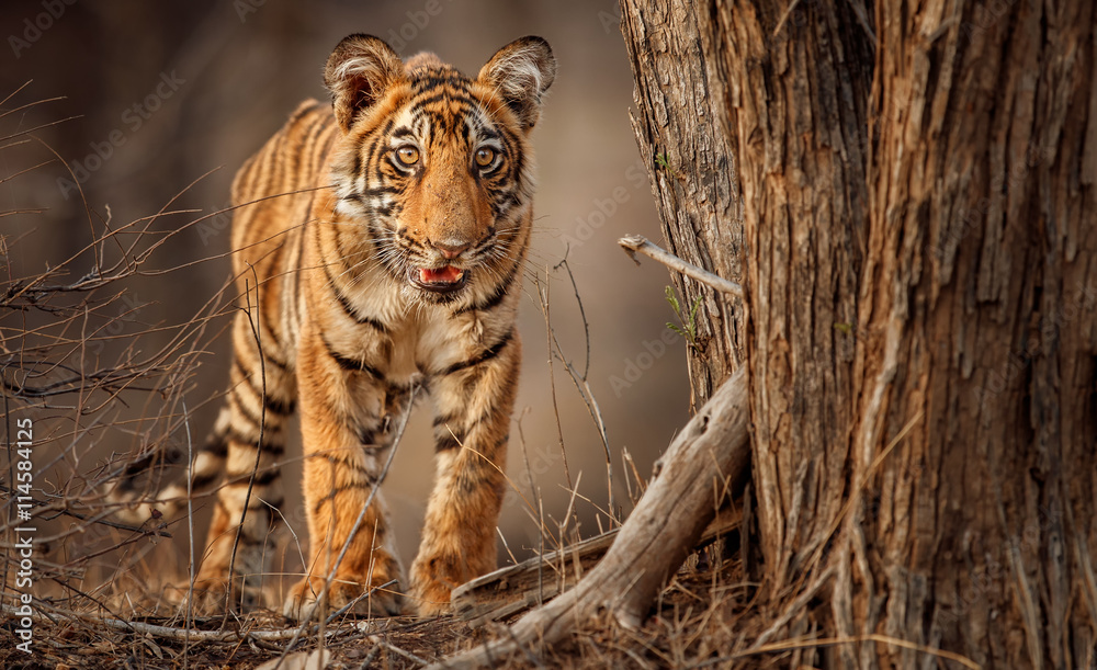 Obraz premium Royal bengal tiger, Panthera tigris tigris, beautiful tiger cub face to face in the nature habitat, small tiger cub, rare, detail, Ranthambhore national park, India