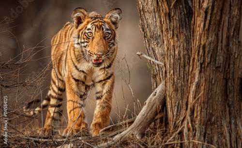 Royal bengal tiger, Panthera tigris tigris, beautiful tiger cub face to face in the nature habitat, small tiger cub, rare, detail, Ranthambhore national park, India