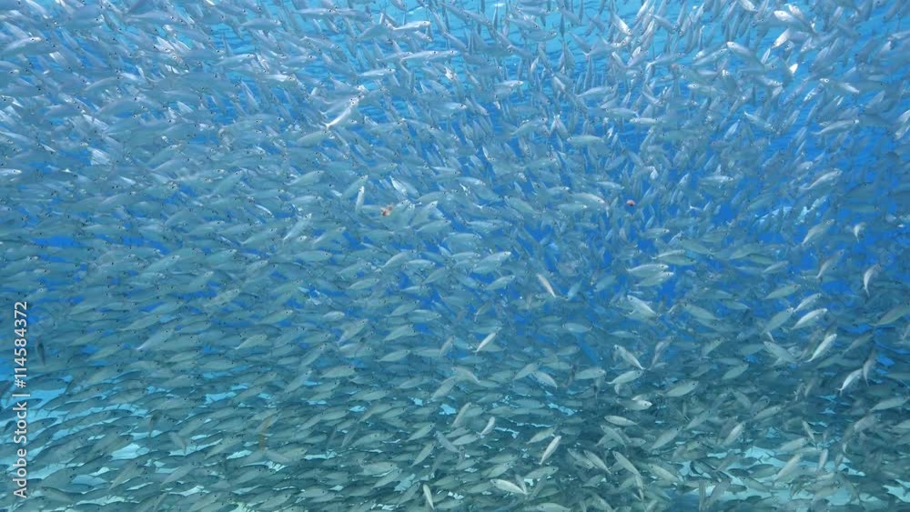 Unterwasser - Riff - Fisch - Fischschwarm - Makrele - Raubfisch -Tauchen - Curacao - Karibik - 4K
