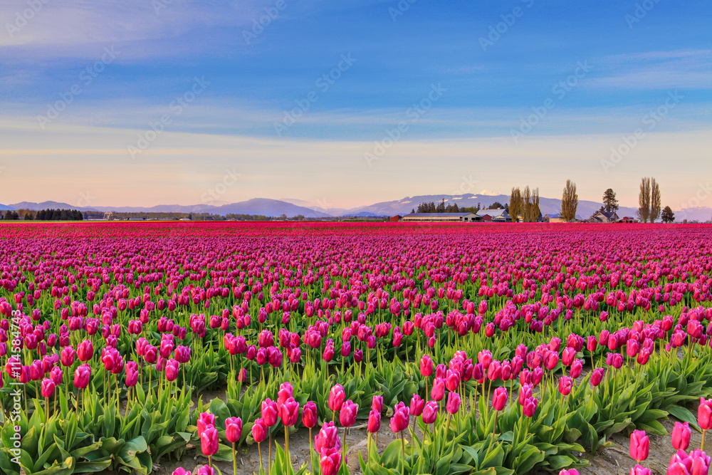 Photography Poster Field of beautiful colorful tulips in