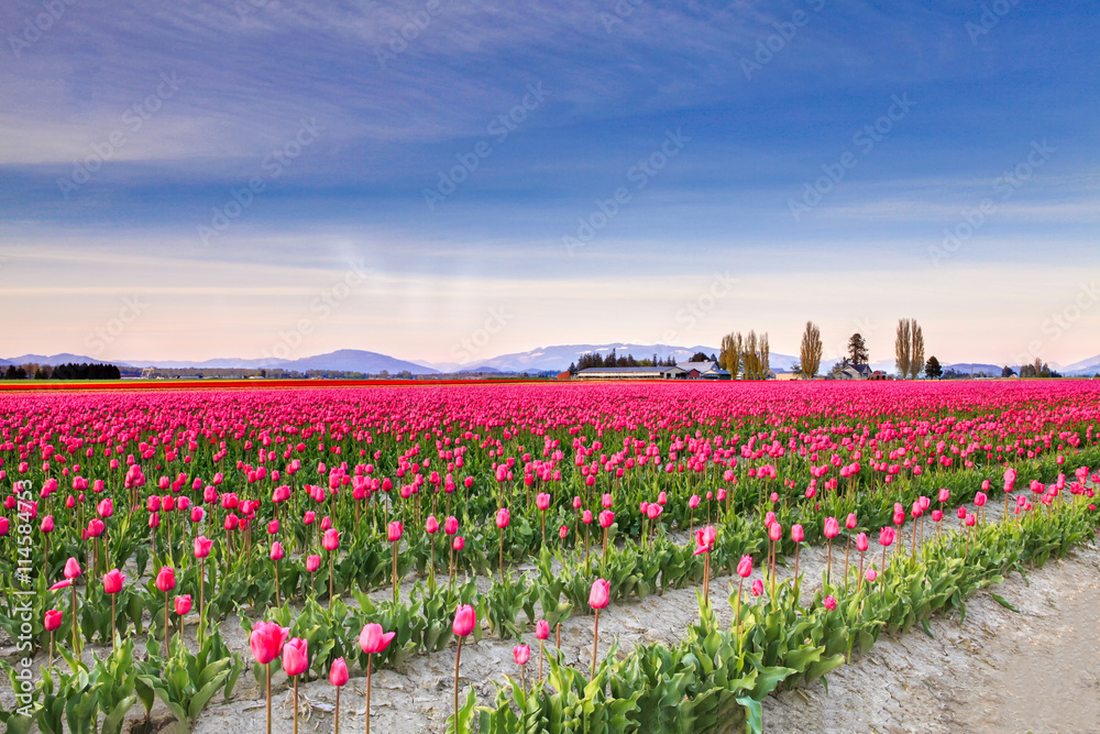 Field of beautiful colorful tulips in Roozengaarde