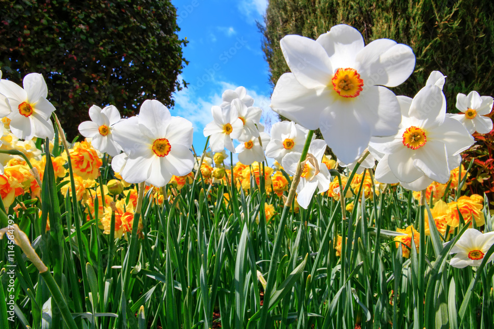 Obraz premium Natural flowers daffodils growing in the garden