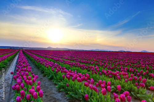 Field of beautiful colorful tulips in Roozengaarde photo