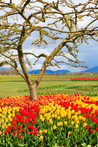 Wallpaper Mural Field of beautiful colorful tulips in Roozengaarde Torontodigital.ca