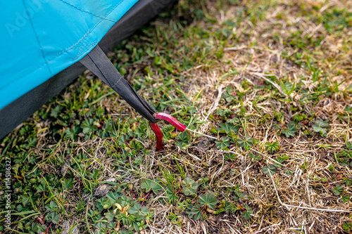 Placement of blue camping tent, macro shot of peg and grass photo