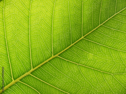 green bodhi leaves texture