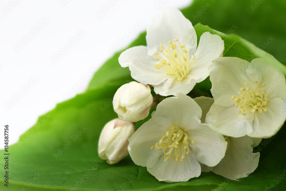 Obraz premium Jasmine flowers blossoming on white background