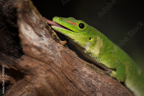 Close up image of a gecko on a log with its tongue out