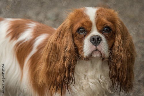 Bilde på lerret portrait of a cavalier king charles spaniel looking at the camera